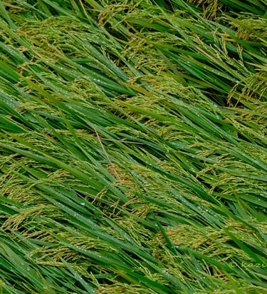 Green picture of corn.