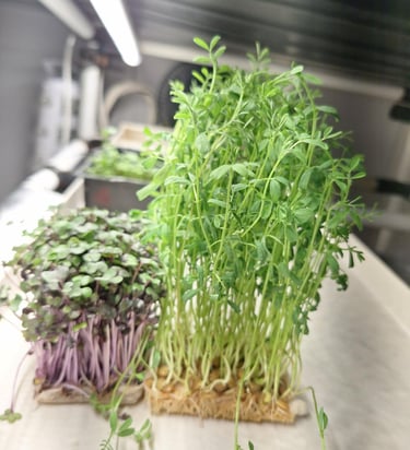 a picture of Early Greens microgreens nursery