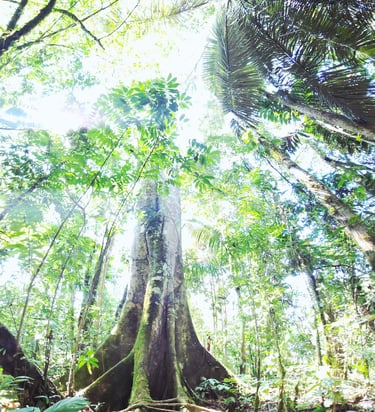 Oje Tree of the Amazon