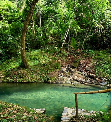 a hot stream running through a lush green forest