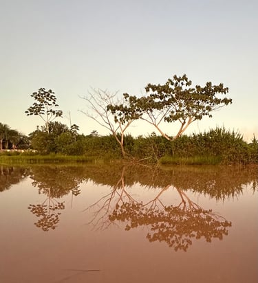 Tropical trees reflecting in a calm river during a serene sunset in the Amazon rainforest.