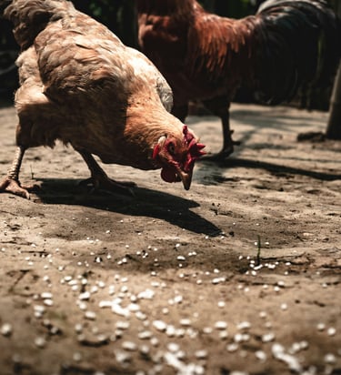 Animals feeding