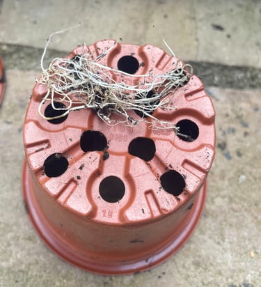 underside of a plant pot showing plant roots