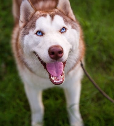 a dog is standing in the grass with its tongue open