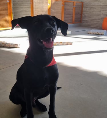 cachorro sentado no hotel