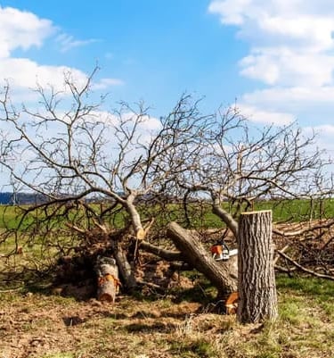 Kácení ovocného stromu v Přerově