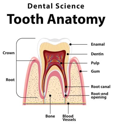 Dental Pulp and Tooth Anatomy hygiene-precision.com
