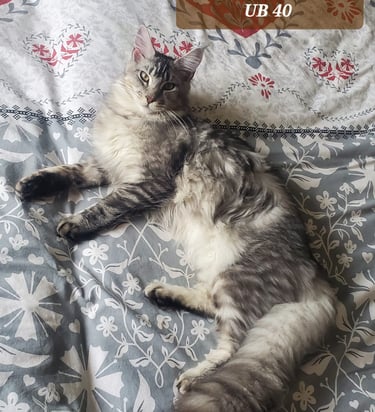 maine coon male