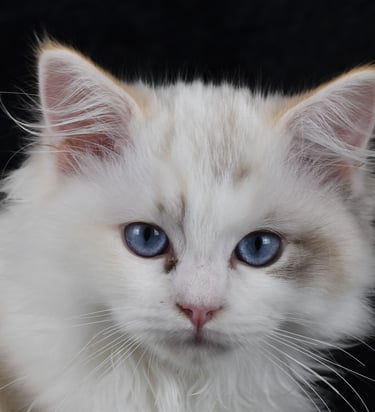 Zoélie des Dolls de Mitilo