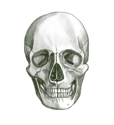 Skull, 2020