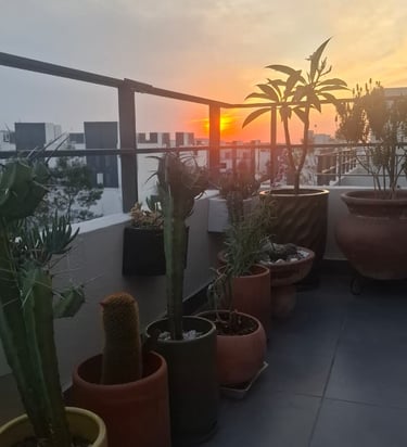 terraza con macetas y plantas nativas de queretaro