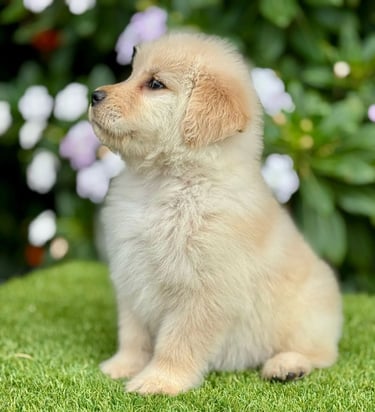 Cachorro Golden Retriever de Pet Lovers Criadero en Cajicá