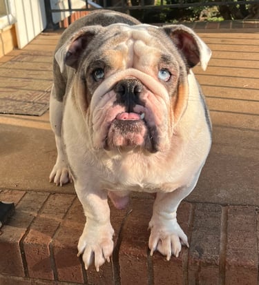 Female English Bulldog Mom