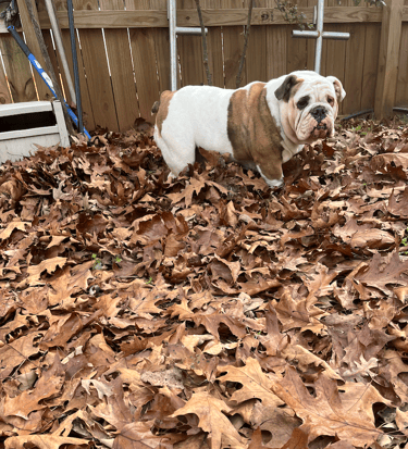 English Bulldog Fat