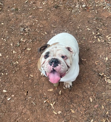 English Bulldog Mother 