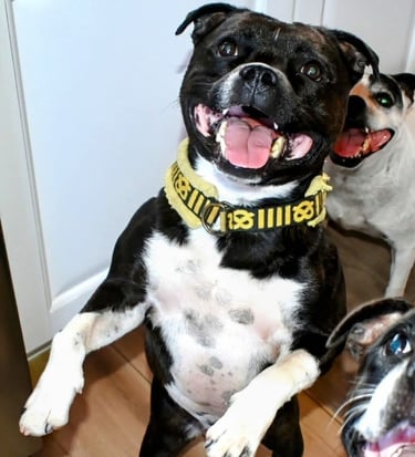 sorriso staffy staffordshire bull terrier