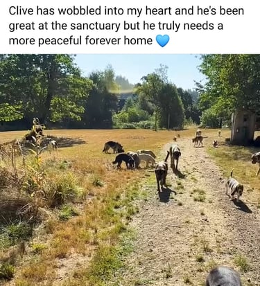 a dog is walking down a path with a dog