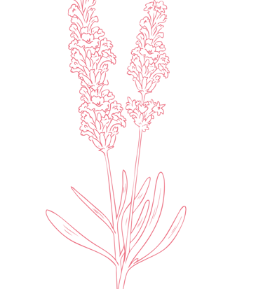 Motif décoratif lavande - Wendy Baqué, chroniqueuse littéraire.