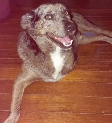 JonJon the therapy dog at Your Mind Redesigned Hypnotherapy