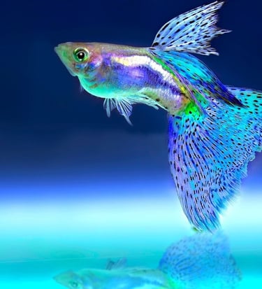 Premium Blue Mosaic Guppy showing fin detail - The Shell & Fin Advantage