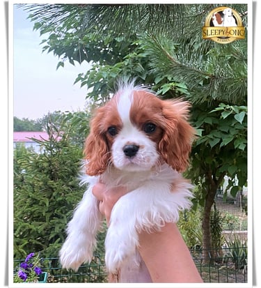 Male puppy CKCS Litter in Sleepysong Kennel