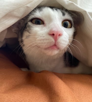 gato bajo cobija