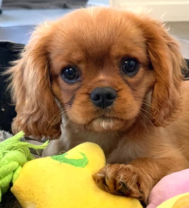 Scarlett, Cavalier King Charles de 3 mois couché avec ses jouets après un bilan comportemental