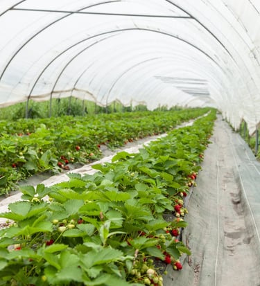 Fraises bio cultivées en serre dans le verger familial en Savoie – La Ferme du Coteau