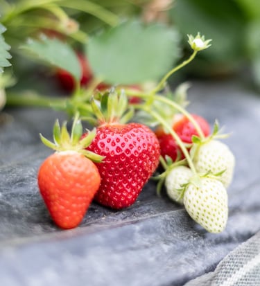 Fraises bio rouges et juteuses cultivées dans le verger familial en Savoie – La Ferme du Coteau