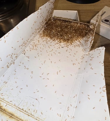 Pharaoameise-monomorium-Pharaonis-gerstner-berlin