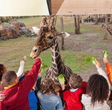 Children feeding lettuce to a giraffe at a zoo enclosure experience.