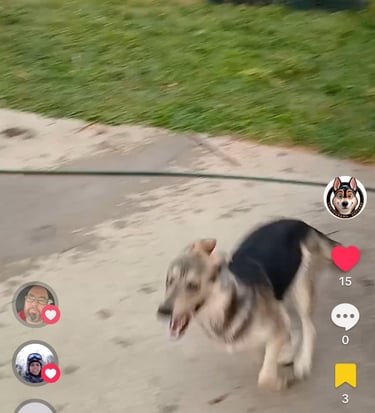 a dog is walking on a leashed leash