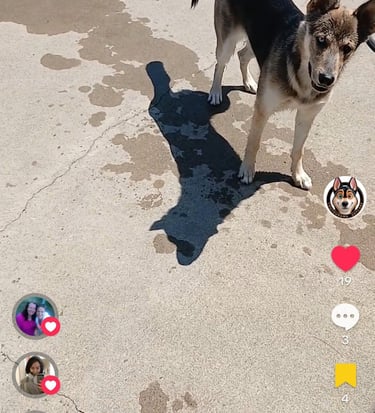 a dog is standing in a driveway with a dog