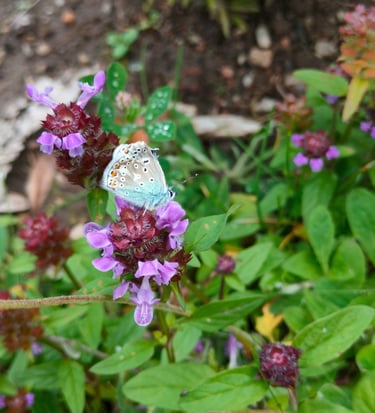 sommerfugl på en blomst