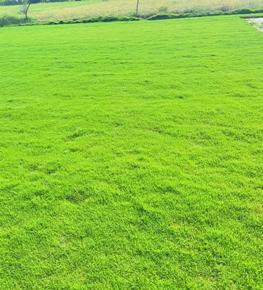 Lawn Grass Suppliers Kadiyam