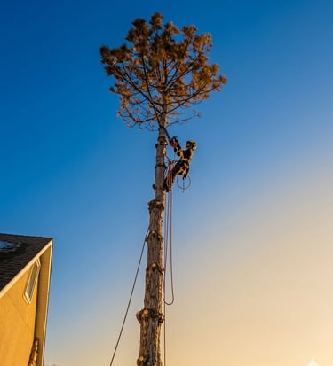 Certified arborist climbing a tall tree using professional rope rigging equipment against a clear bl