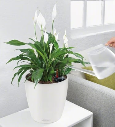 Lechuza large self-watering planter with removable inner liner and water level indicator