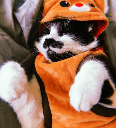 Gatito peludo con un disfraz color anaranjado