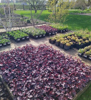 Augalų aikštelė lauke