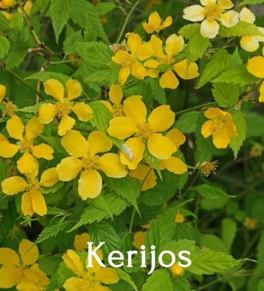 Kerijos