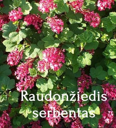 Raudonžiedis serbentas