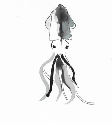 Calamar dessin à l'encre Sète