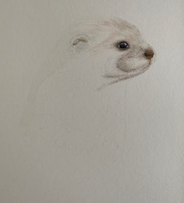 Otter