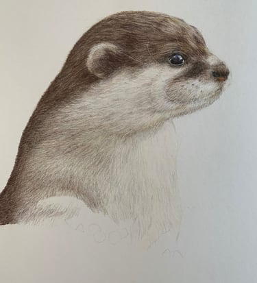 Otter