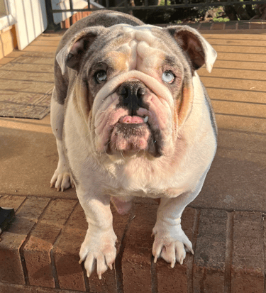 Female English Bulldog Mom