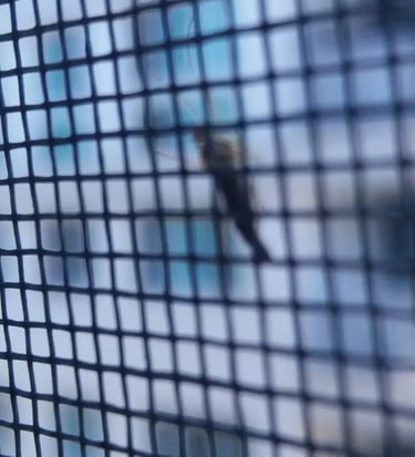 instalação de mosquiteiros