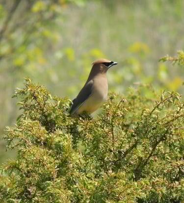 A Cedar Waxwing bird identified during a Natural Heritage Evaluation near Wiarton, Ontario..