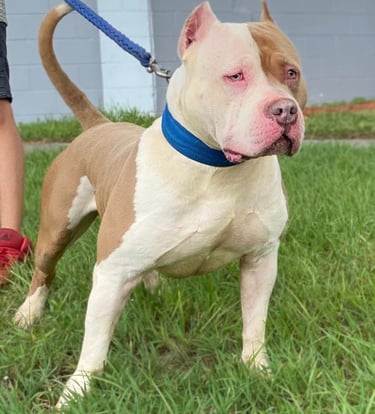AMERICAN BULLY, TITANIUM KILO KENNELS, XL PITBULL