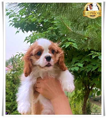 Litter ''D'' Cavalier puppies in Kennel Sleepysong