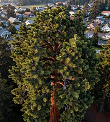 A close-up aerial photograph of the crown of a giant sequoia tree, showing intricate green needle patterns and small cones, with the blurred houses of Eugene Oregon in the background, soft morning light, North American Pacific Northwest.